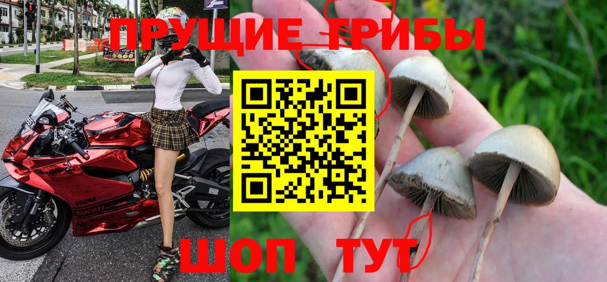 купить наркоту  Псилоцибиновые грибы прущие грибы  Псилоцибиновые грибы мухоморы  Вход с VPN  Асино 
