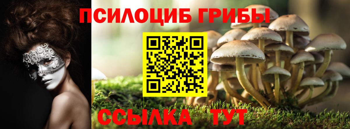 Псилоцибиновые грибы Psilocybine cubensis Асино